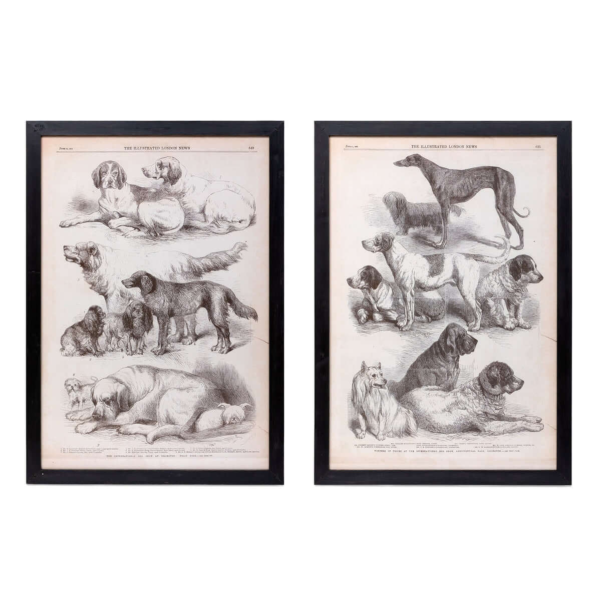 Antique Dog Art Prints in Black Wood Frames (Set of 2)